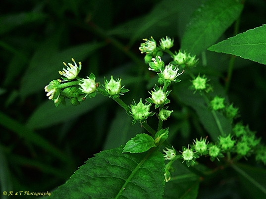 {Penthorum sedoides}
